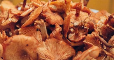 Setas y hongos deshidratados vs frescos: cuál aporta más umami y nutrientes a tus platos